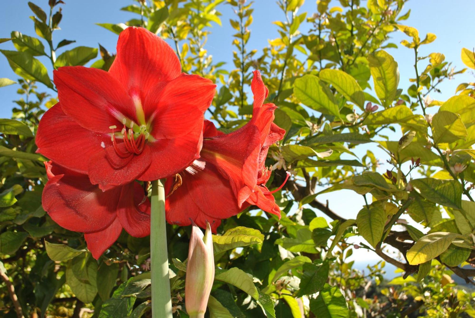 דירות פארגה Amaryllis House מראה חיצוני תמונה